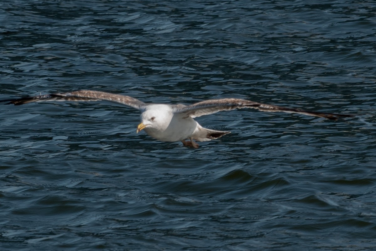 Yellow-legged Gull - ML590384581