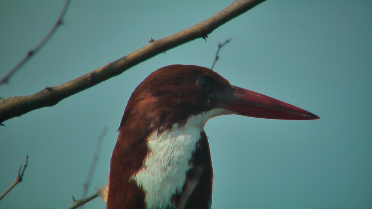 White-throated Kingfisher - ML590384621