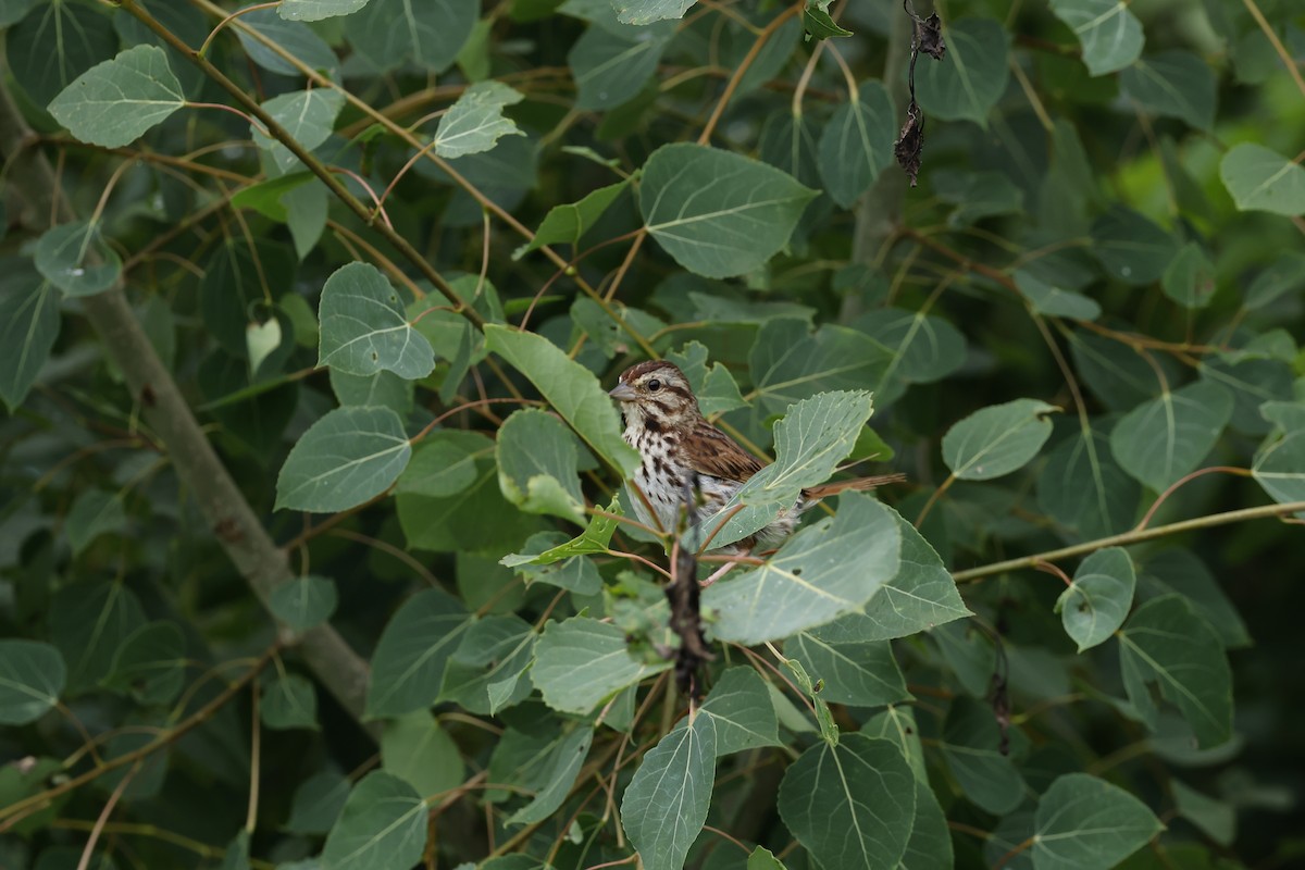 Song Sparrow - Marie Provost