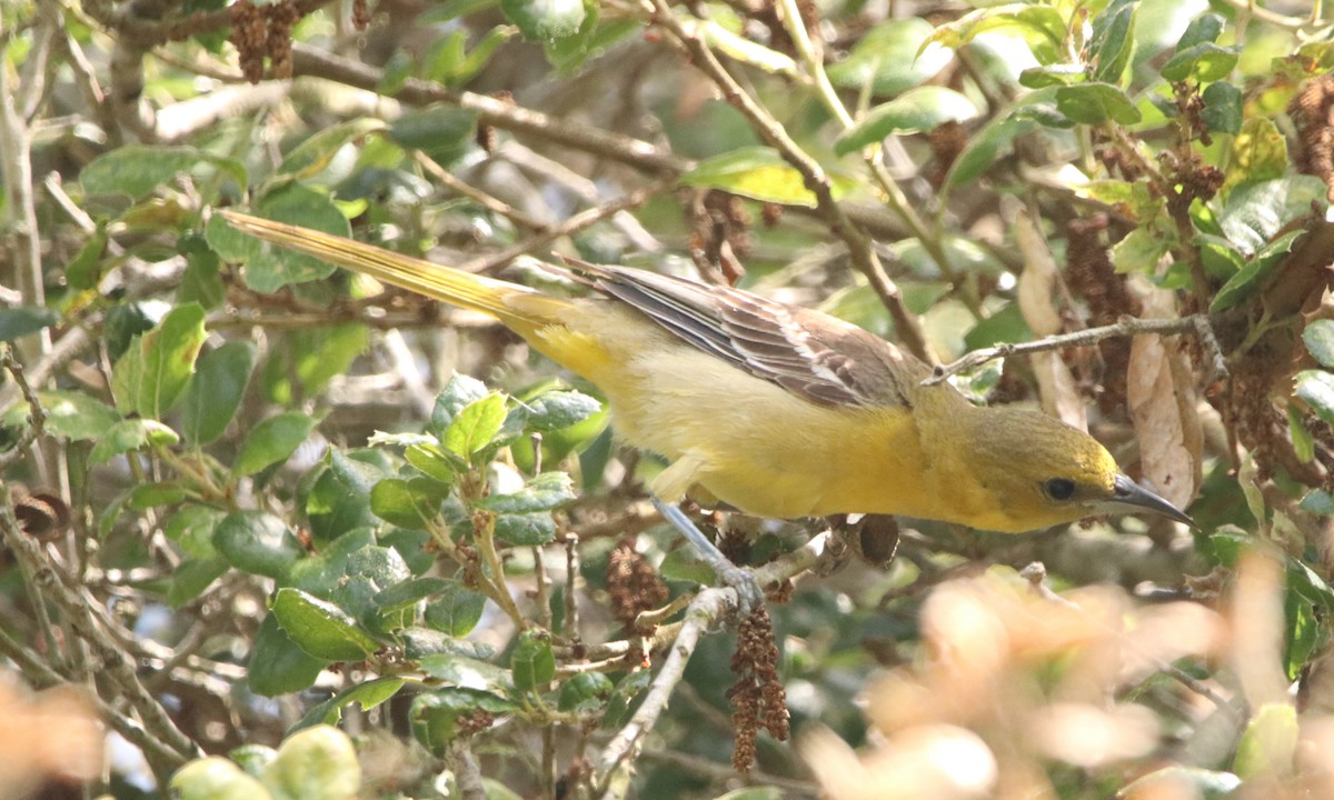 Hooded Oriole - ML590385741