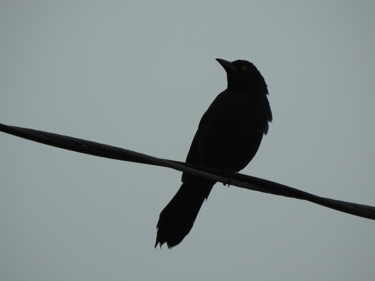 Common Grackle - ML590385901