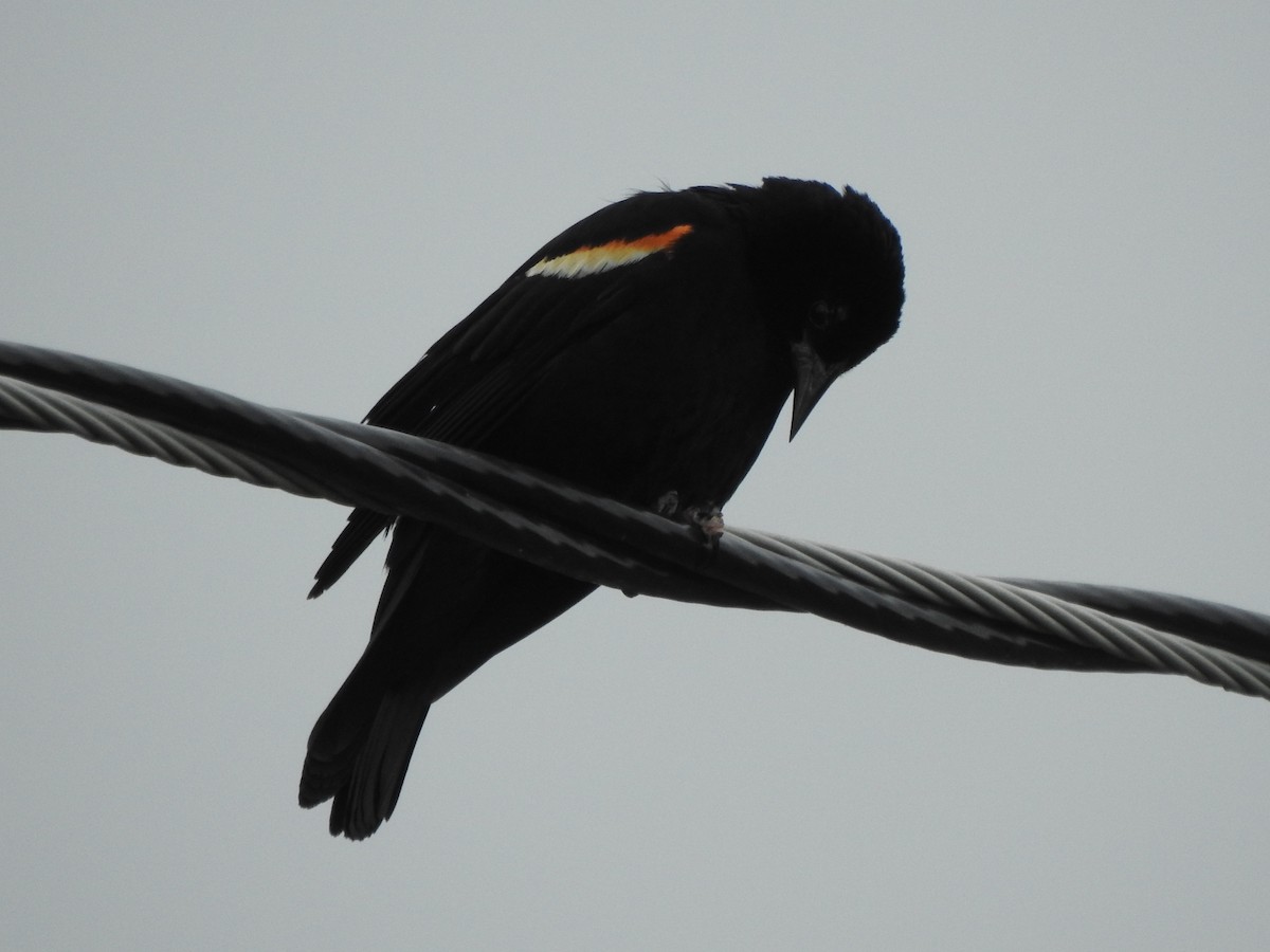 Red-winged Blackbird - ML590385961
