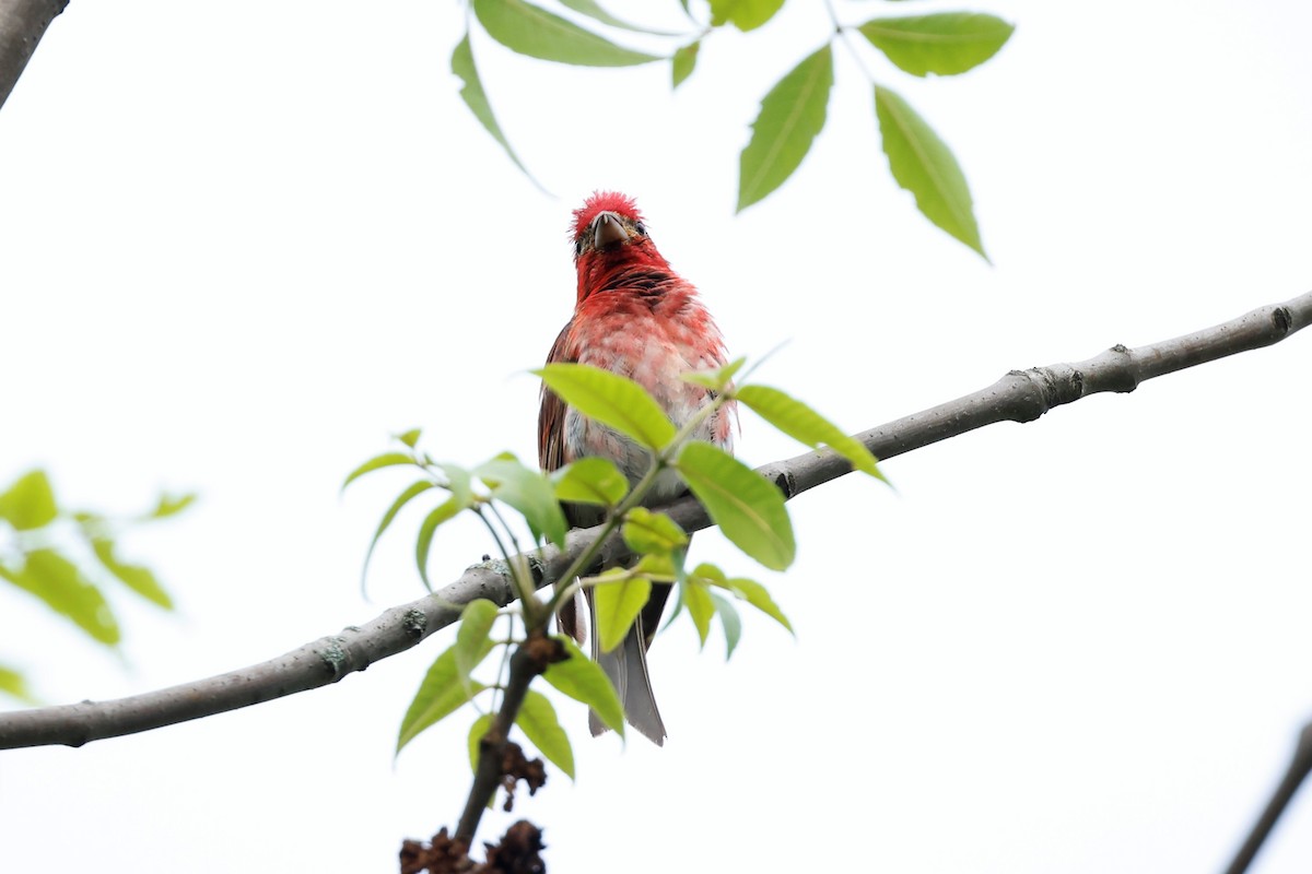 Purple Finch - ML590388791