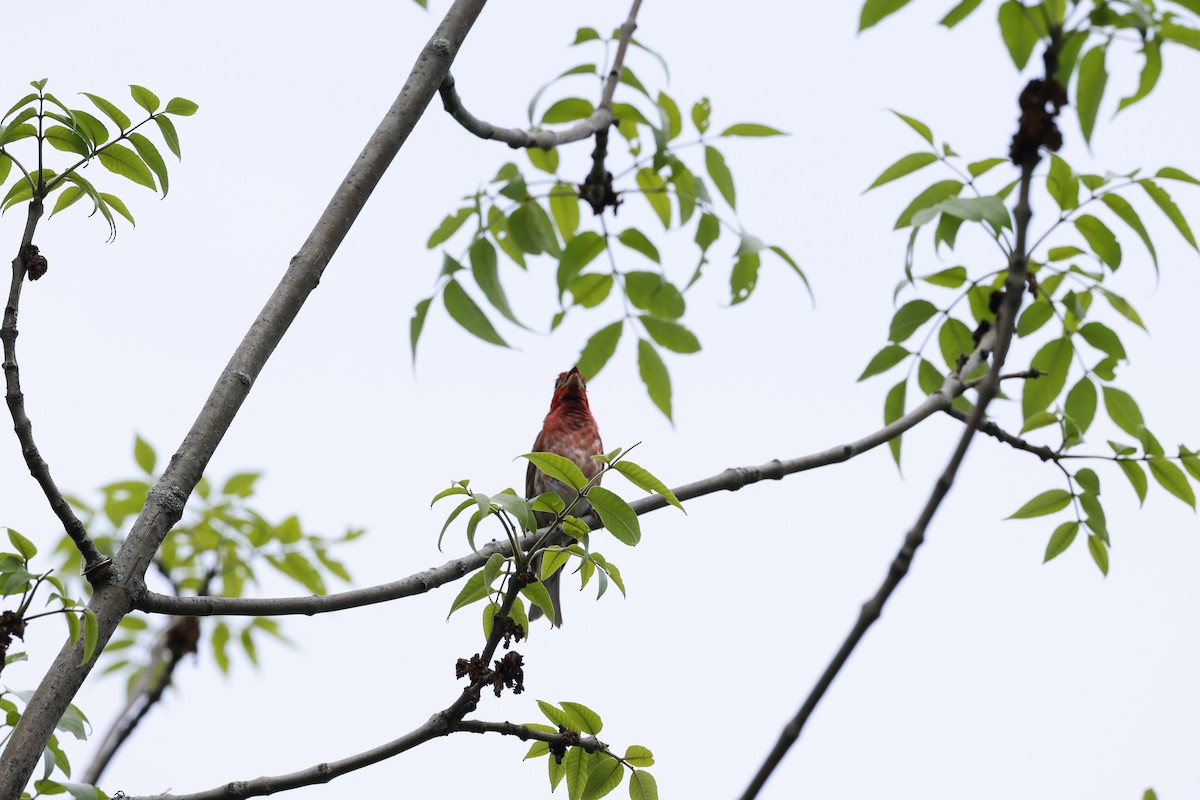 Purple Finch - ML590388811