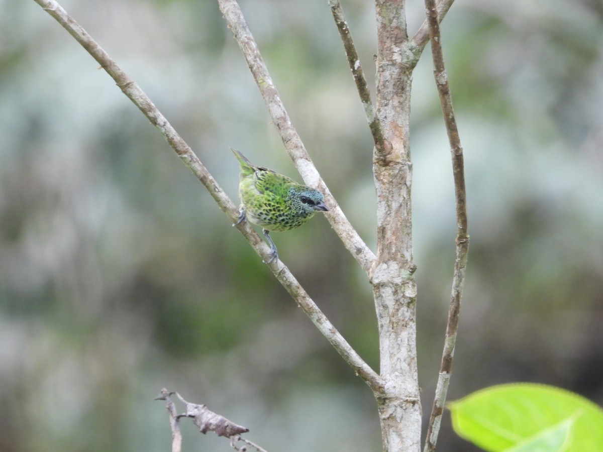 Tangara Puntosa - ML590389251