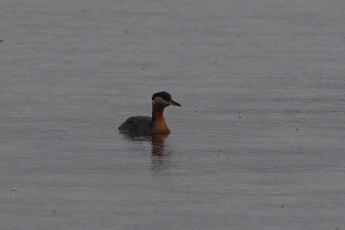 Red-necked Grebe - ML590389501