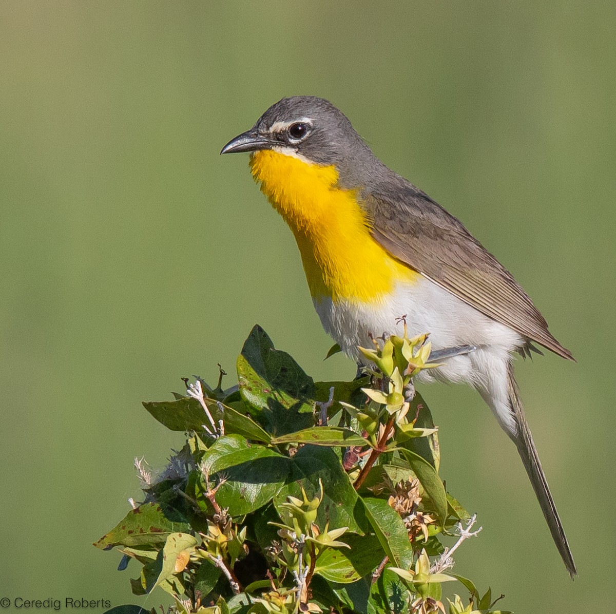 Yellow-breasted Chat - ML590390451