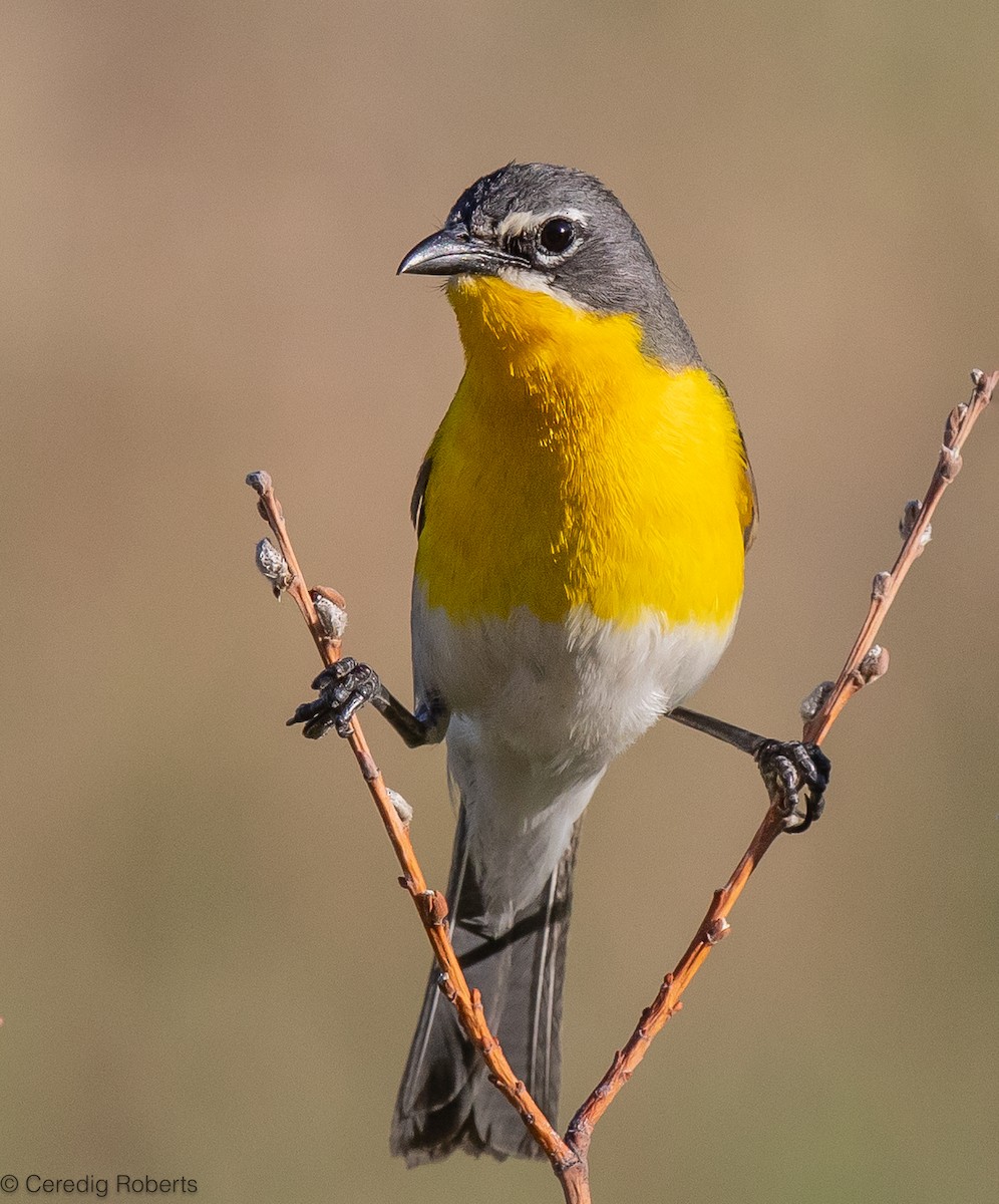 Yellow-breasted Chat - ML590390471