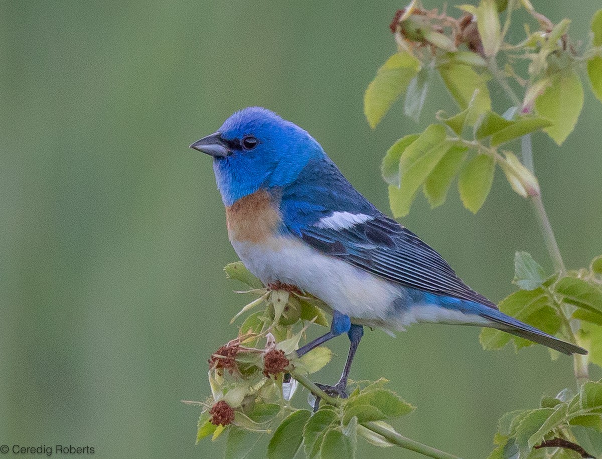 Lazuli Bunting - ML590390611