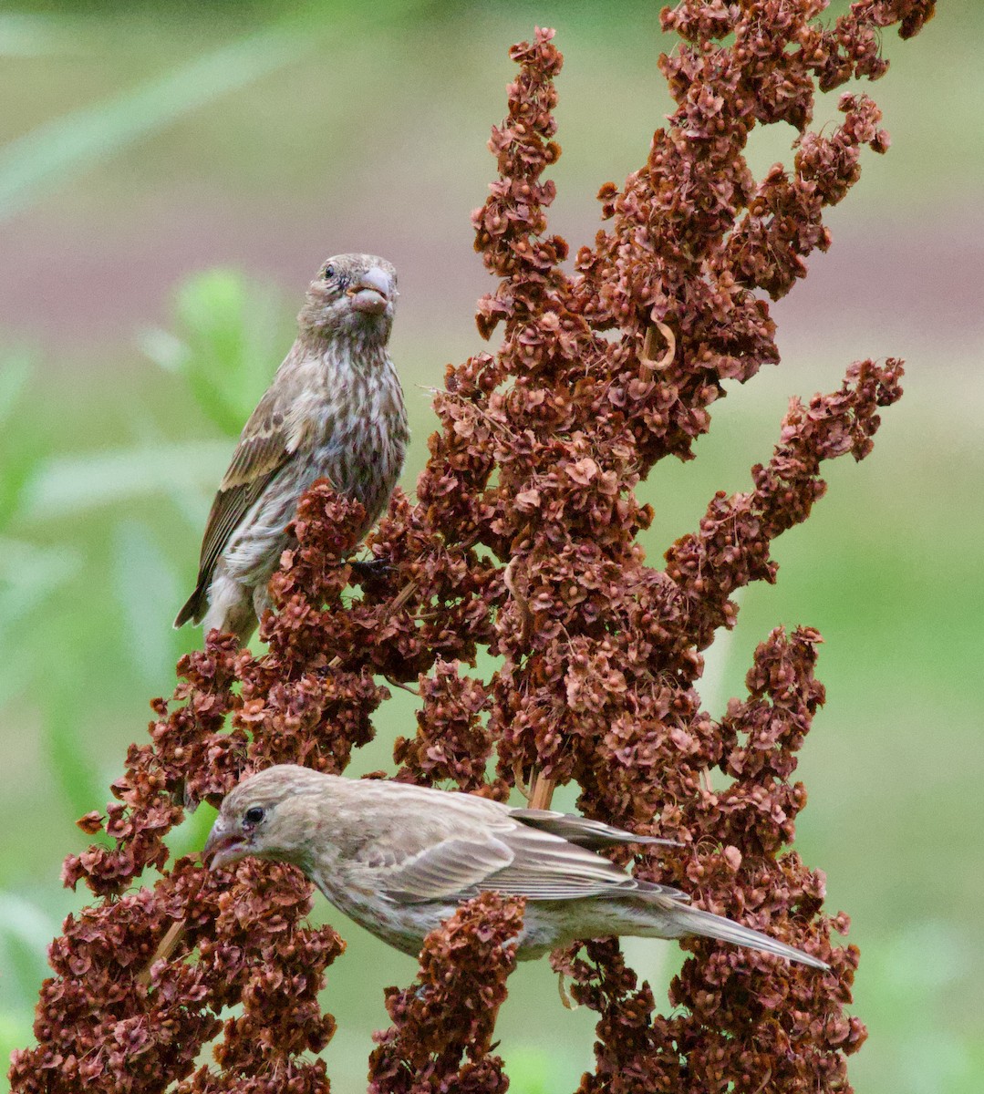 House Finch - Michael Yellin