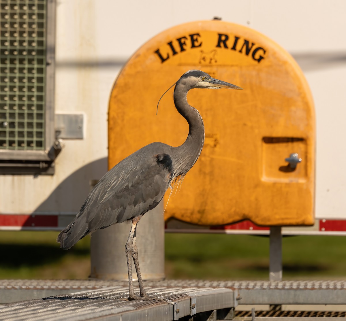 Great Blue Heron - ML590391501