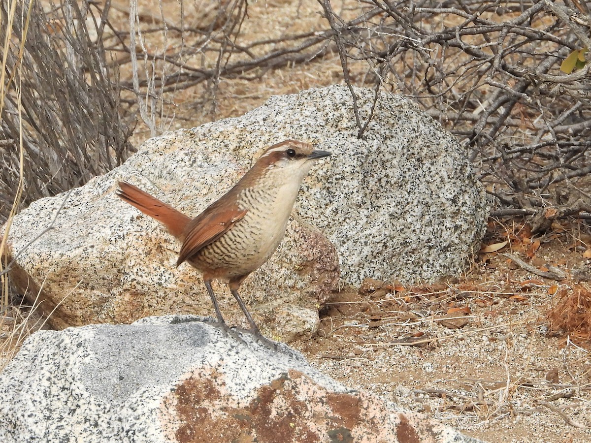 Weißkehltapaculo - ML590392011