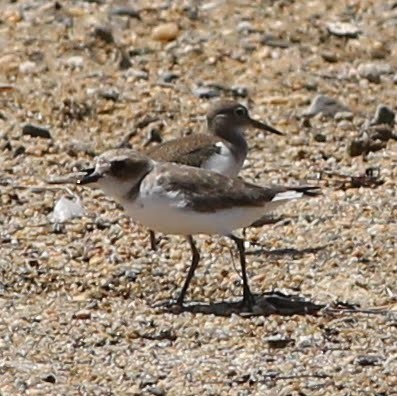 Common Sandpiper - ML590392111