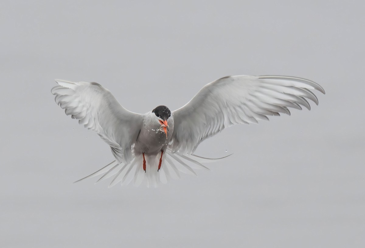 Common Tern - ML590393991