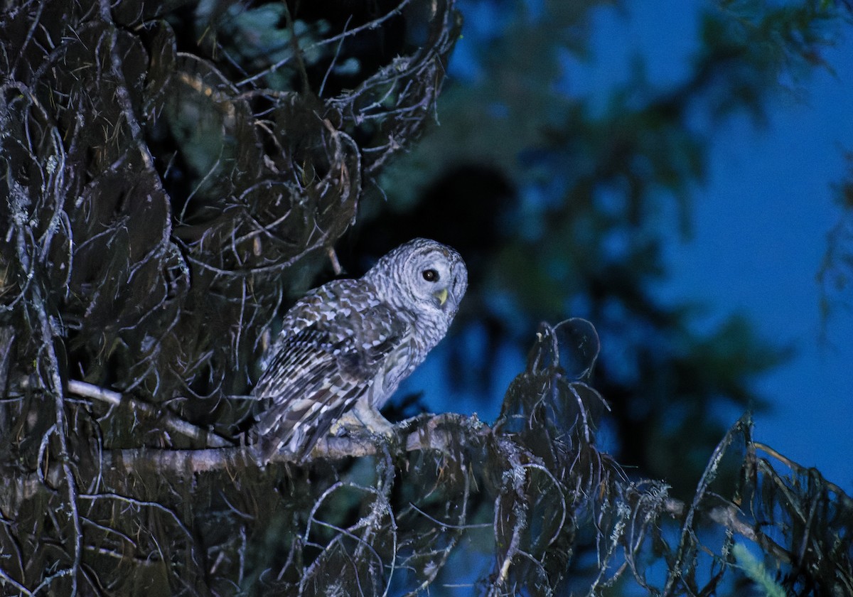 Barred Owl - ML590394381