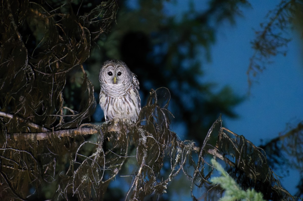 Barred Owl - Braydon Luikart