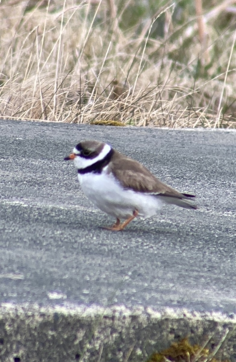 Semipalmated Plover - ML590394401