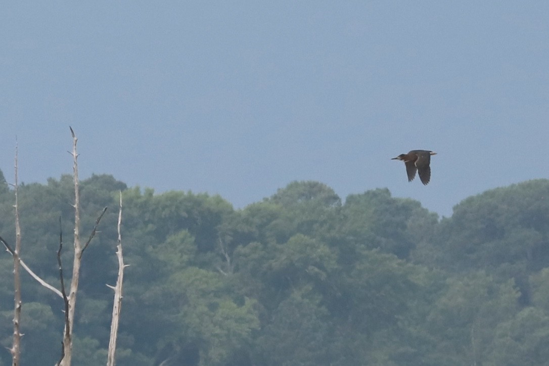 Green Heron - JoAnn Dalley