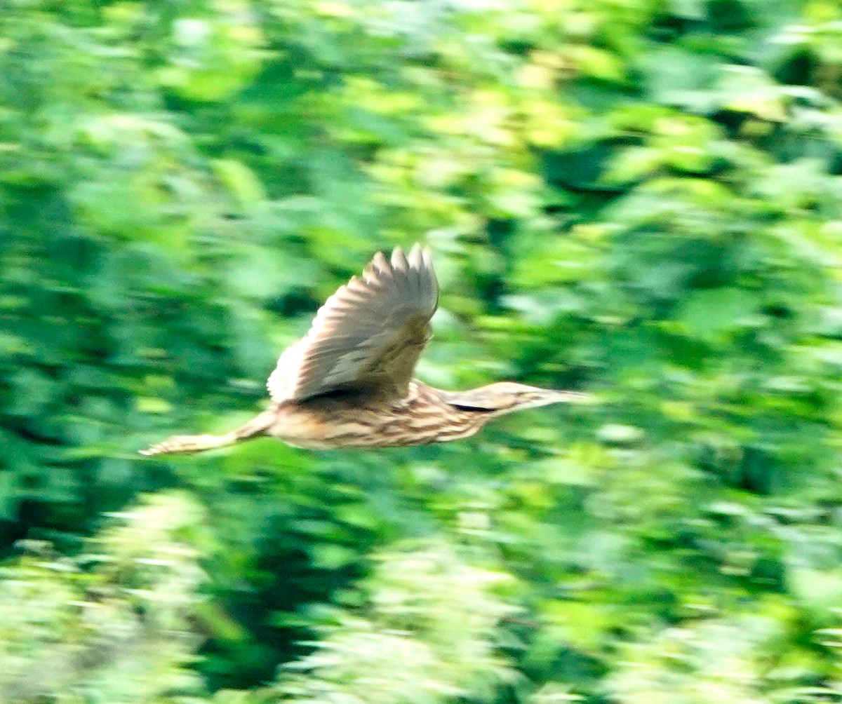 American Bittern - ML590394711