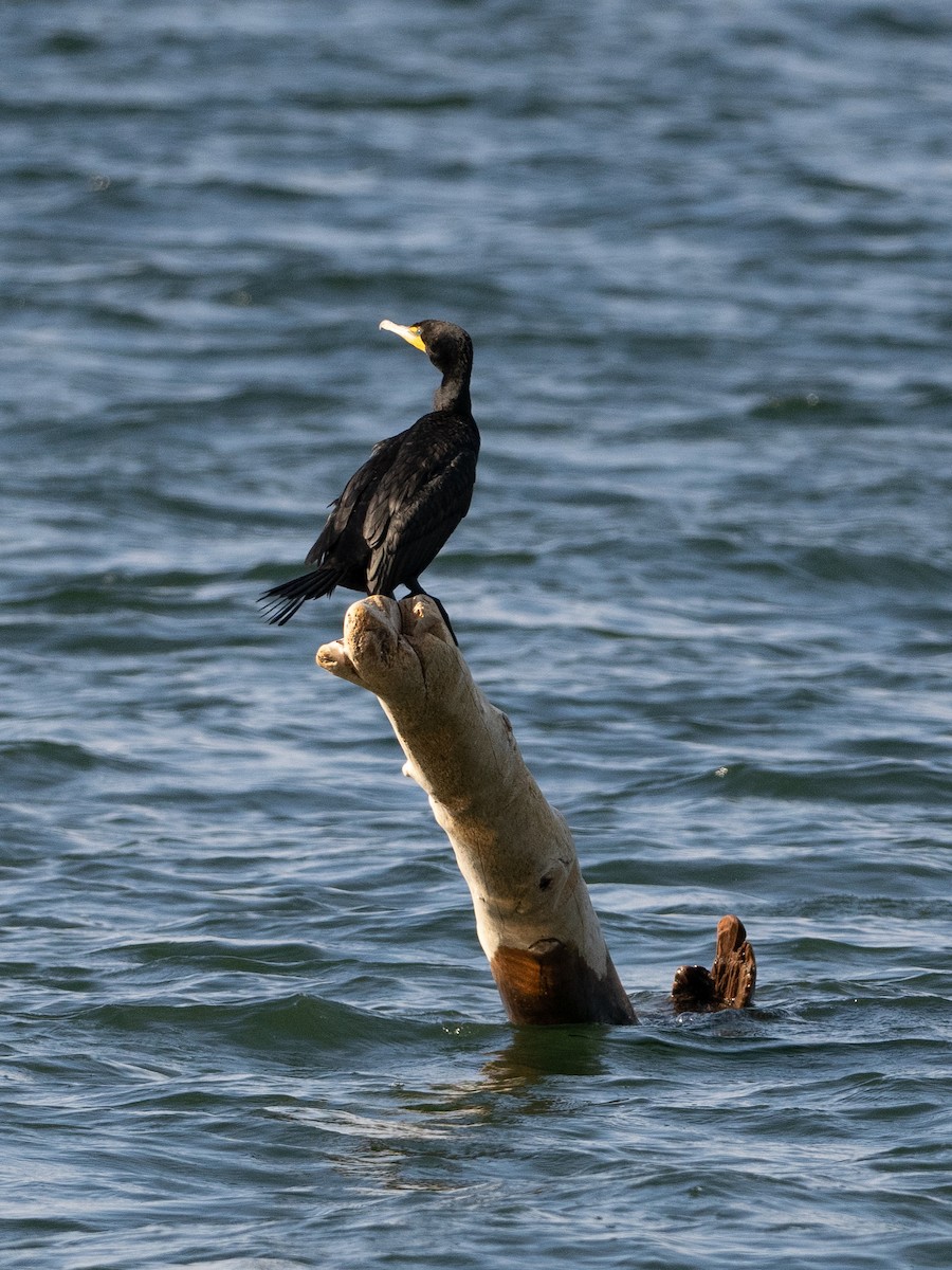 Double-crested Cormorant - ML590395161