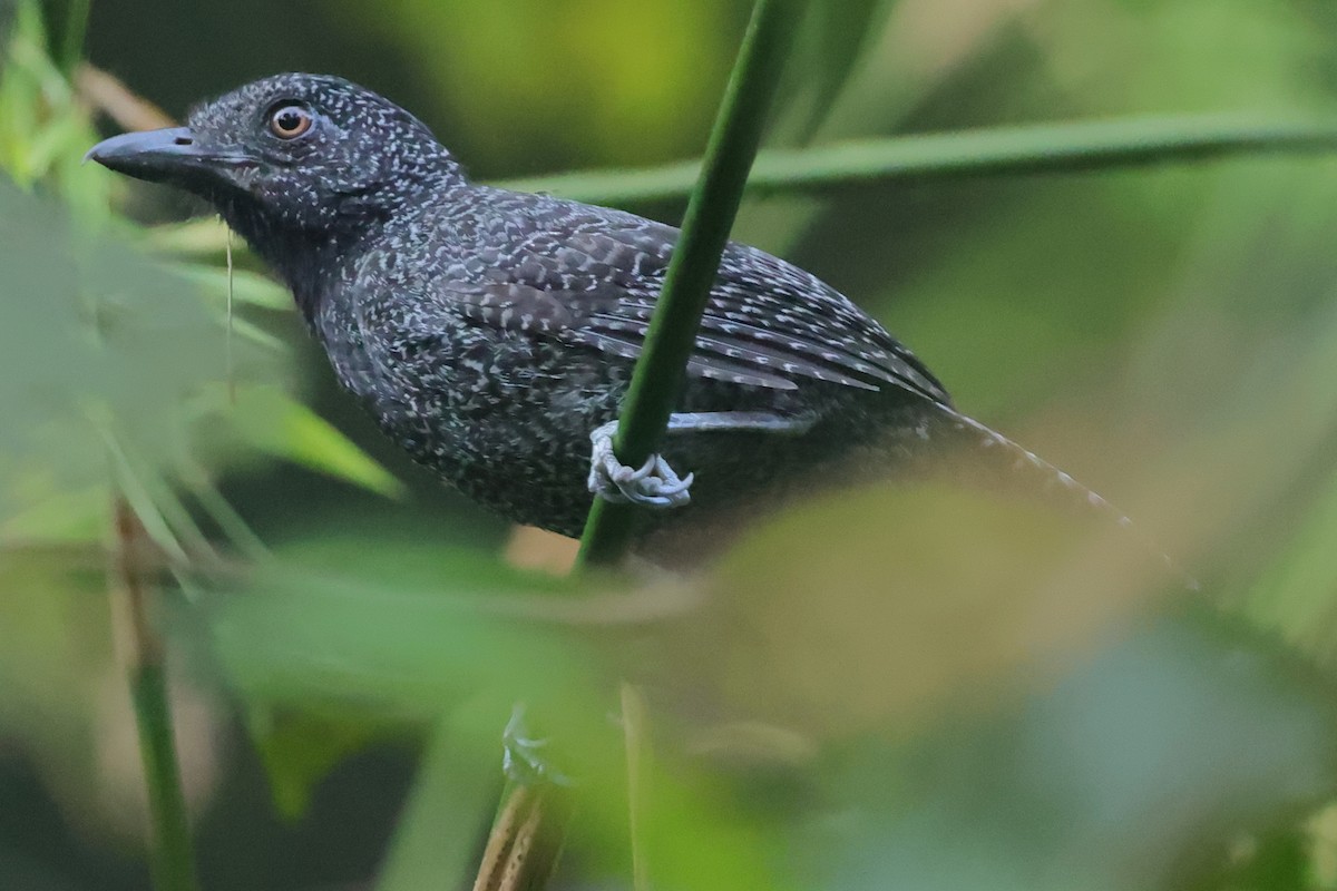 Undulated Antshrike - Fabio Olmos