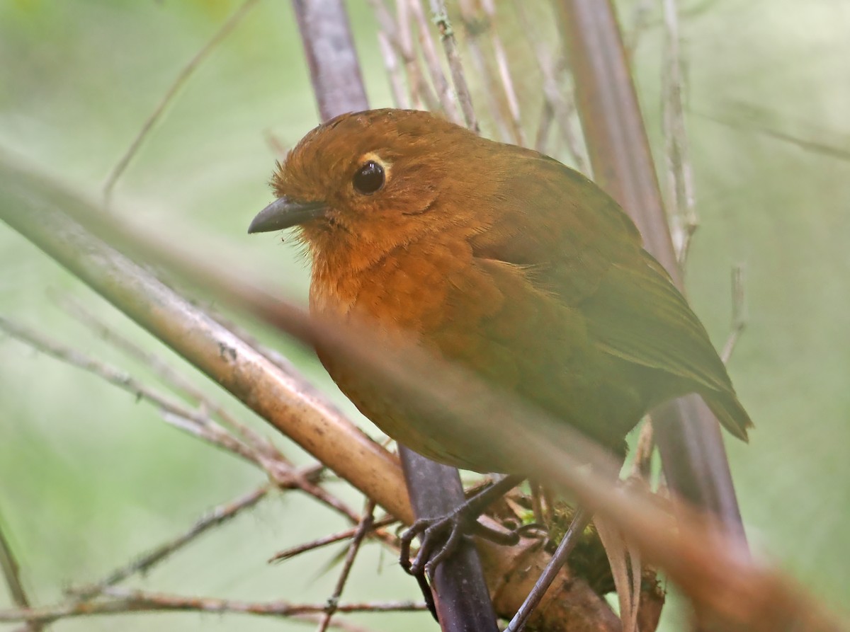 Panao Antpitta - ML590395671