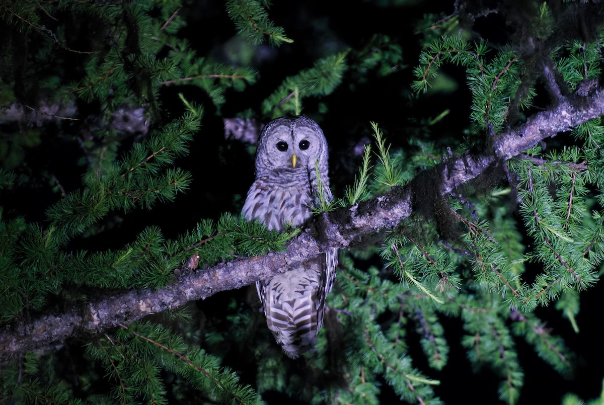 Barred Owl - ML590396811