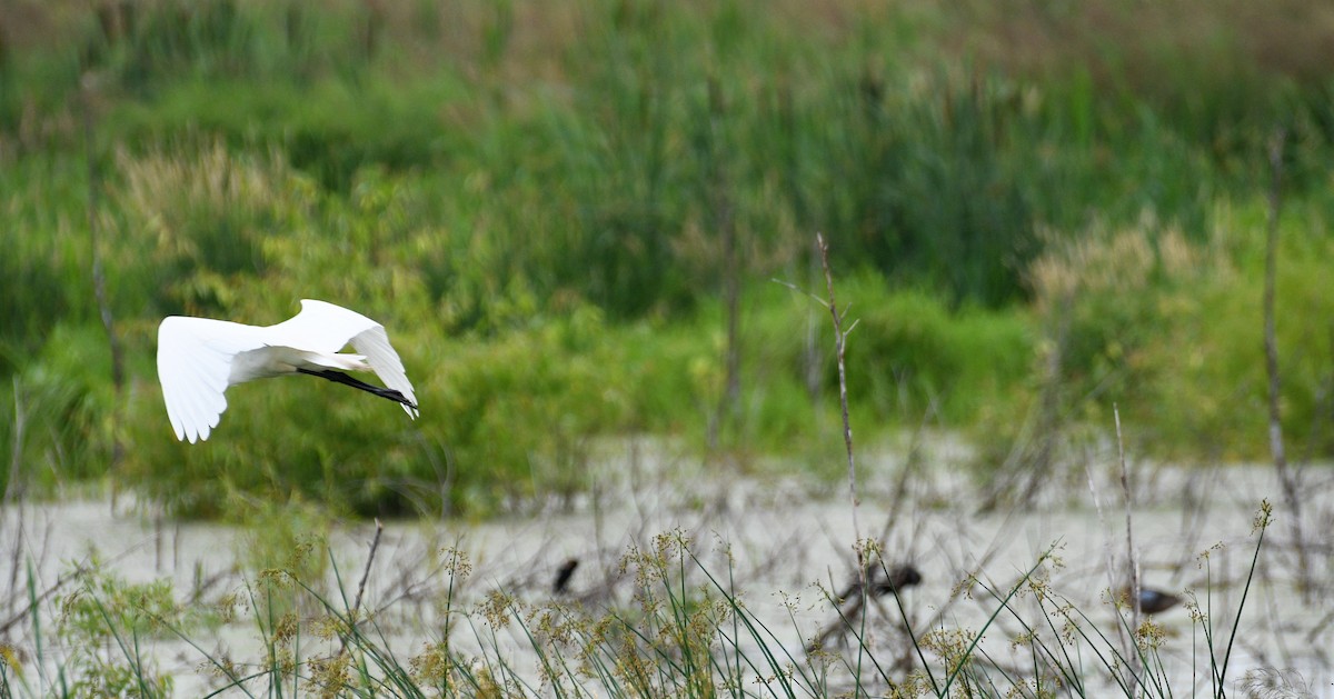 Great Egret - ML590396931