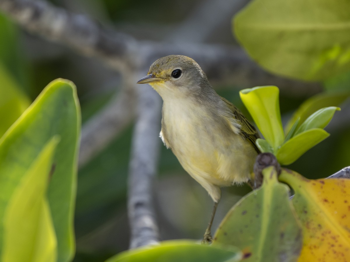 Yellow Warbler (Galapagos) - ML590397031