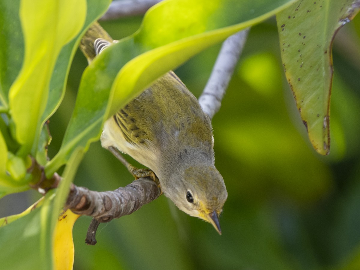 Yellow Warbler (Galapagos) - ML590397051