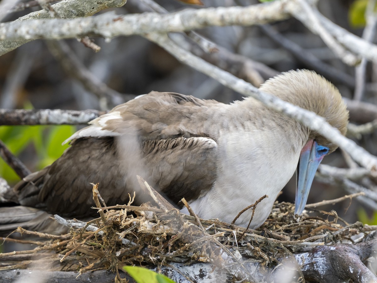 Red-footed Booby (Eastern Pacific) - ML590397261