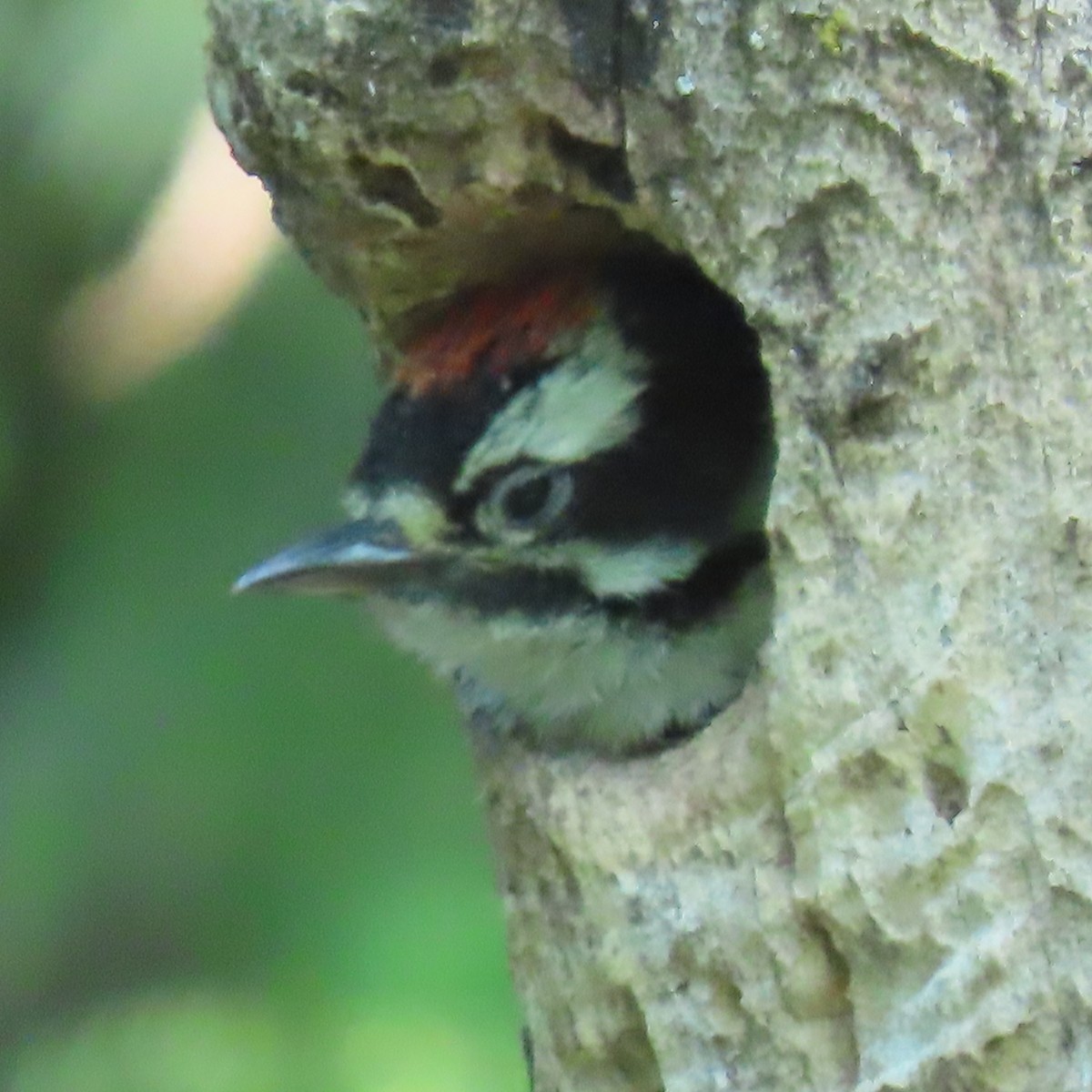 Downy Woodpecker - ML590397711