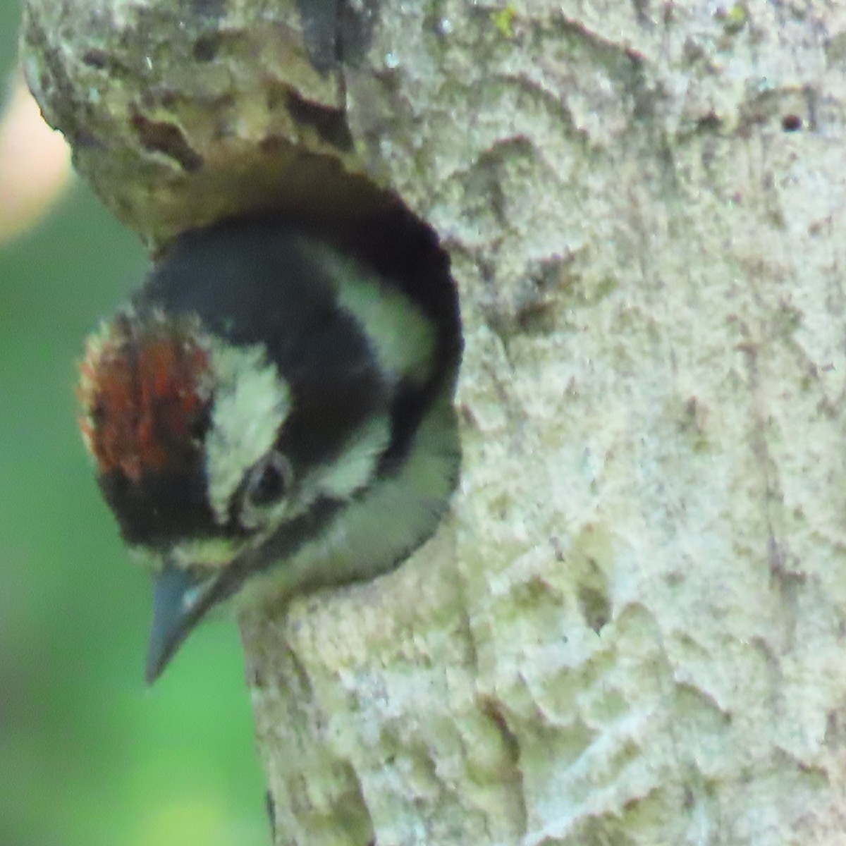 Downy Woodpecker - ML590397721