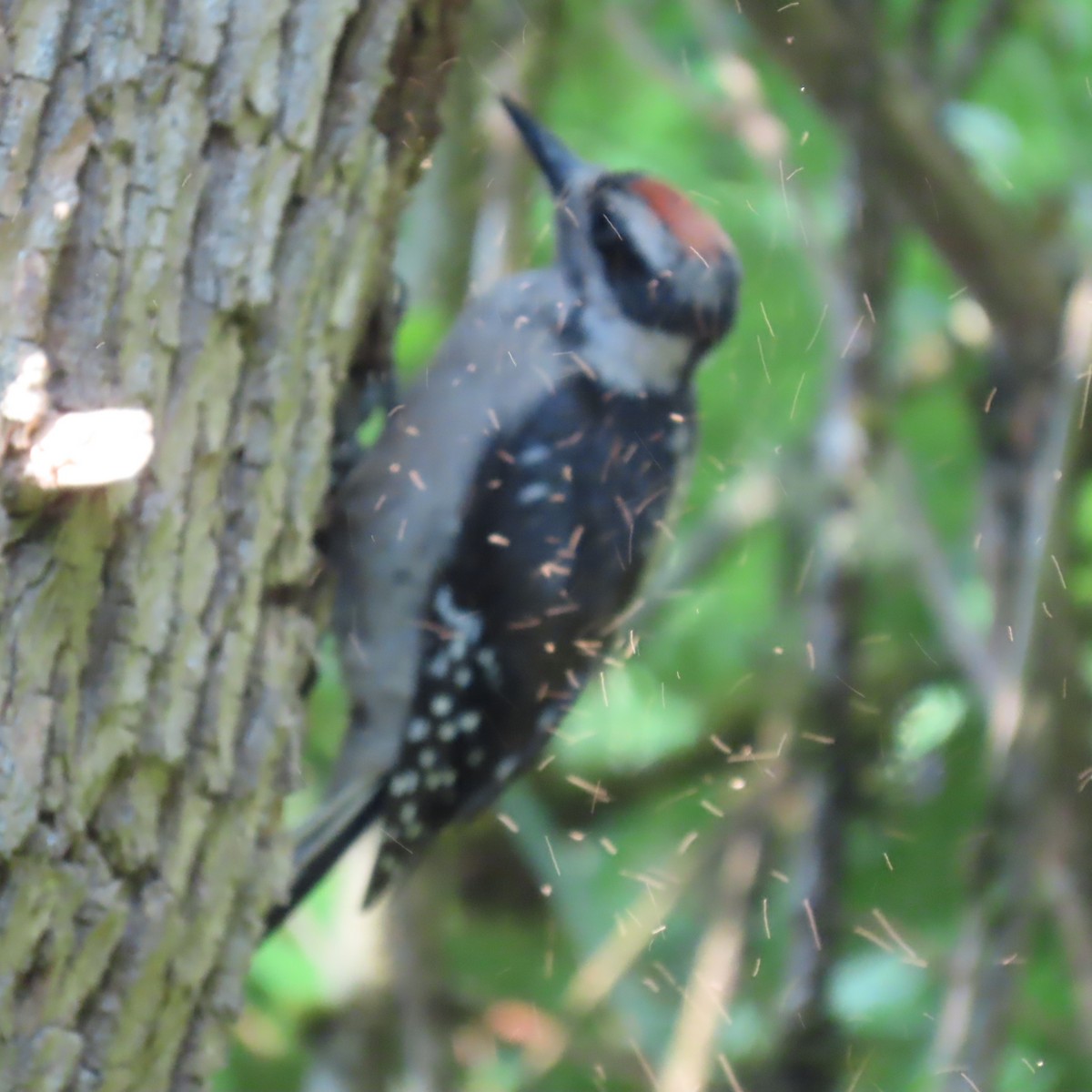 Hairy Woodpecker - ML590398131