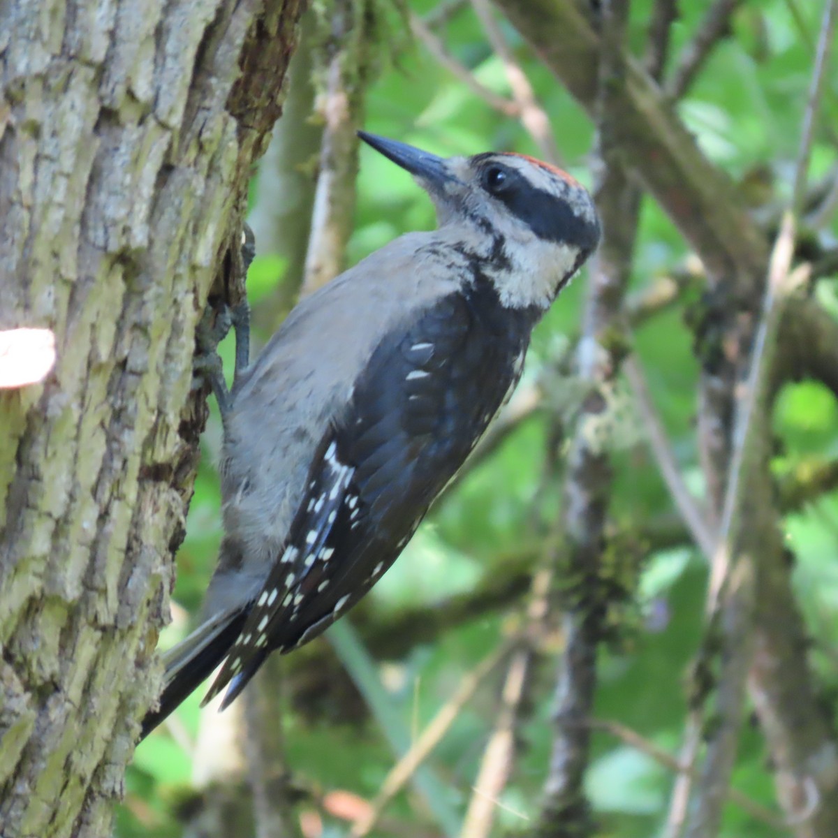 Hairy Woodpecker - ML590398321