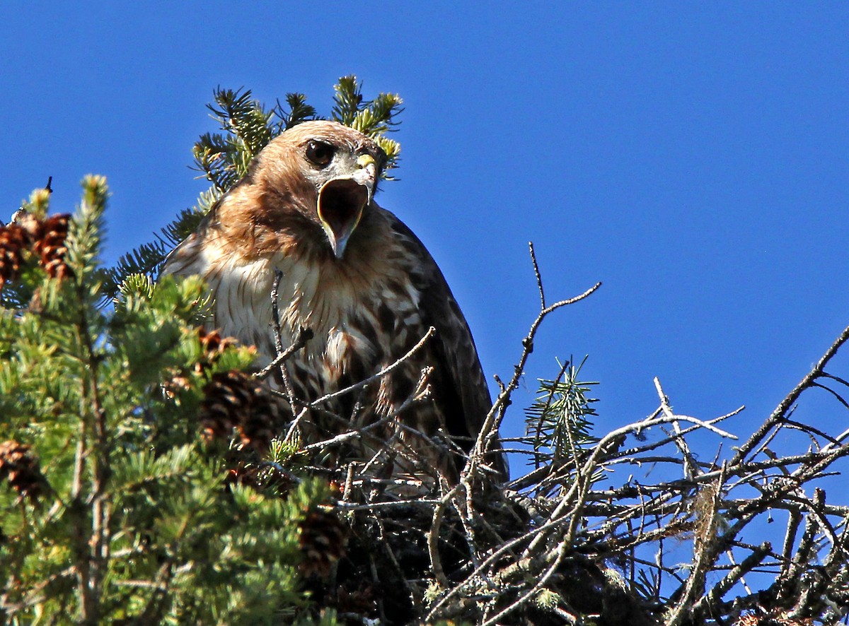 Red-tailed Hawk - ML59039841