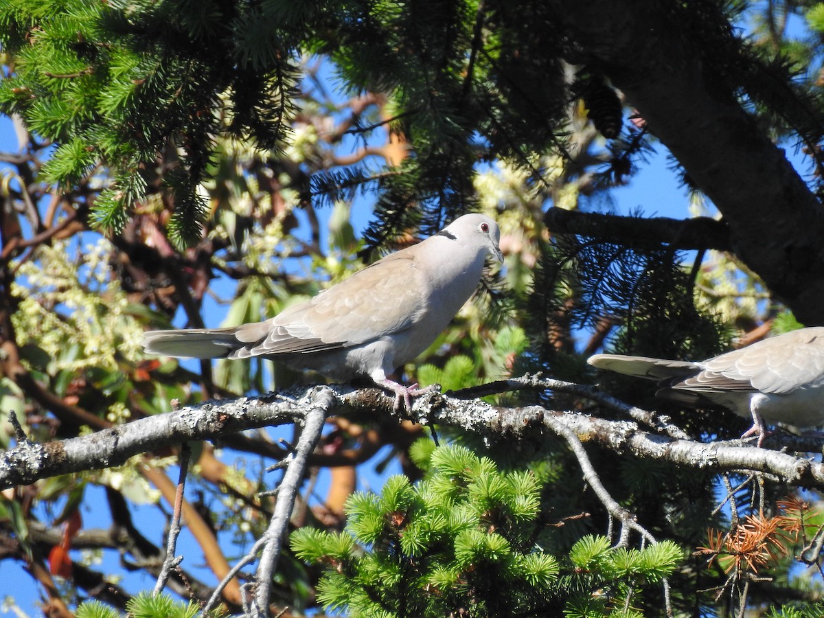 Eurasian Collared-Dove - Cos van Wermeskerken