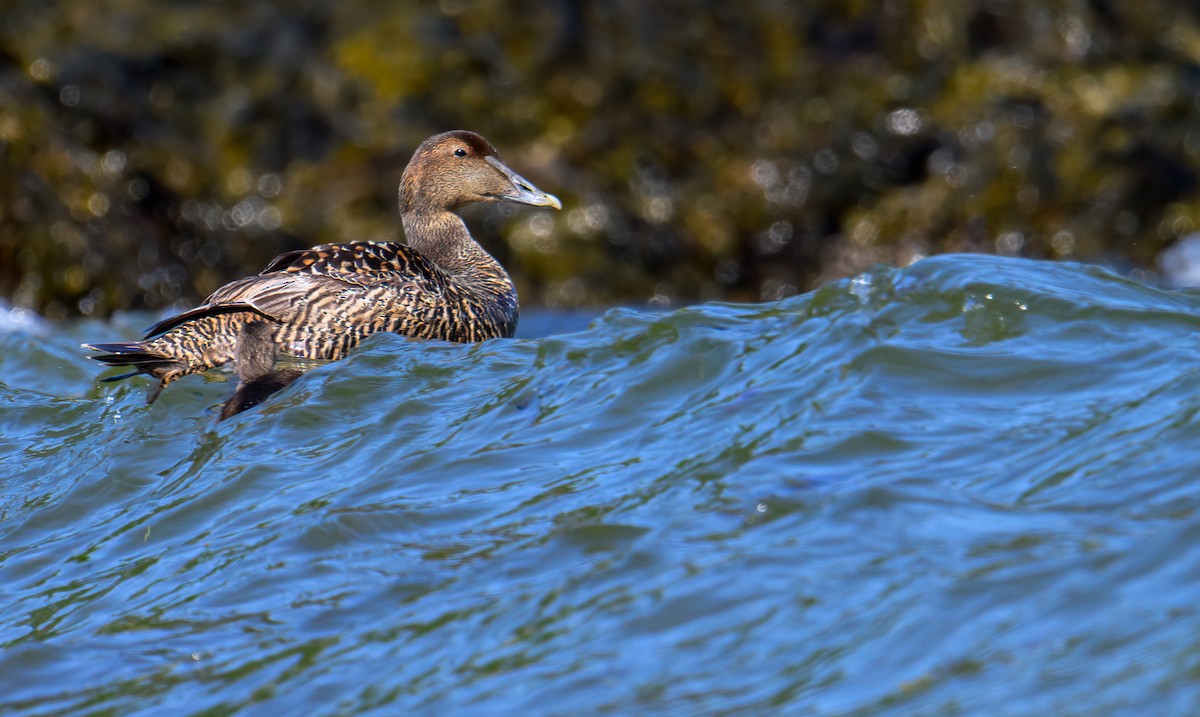 Common Eider - ML590399491