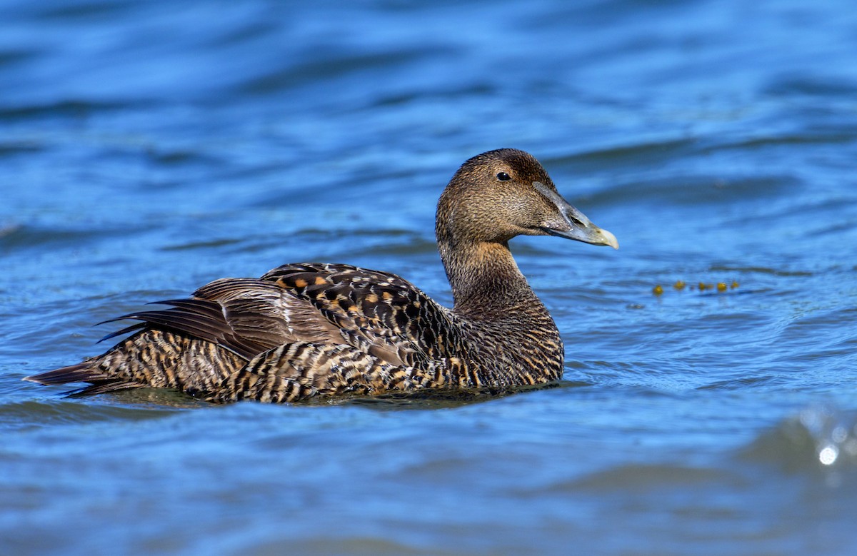 Common Eider - ML590399591