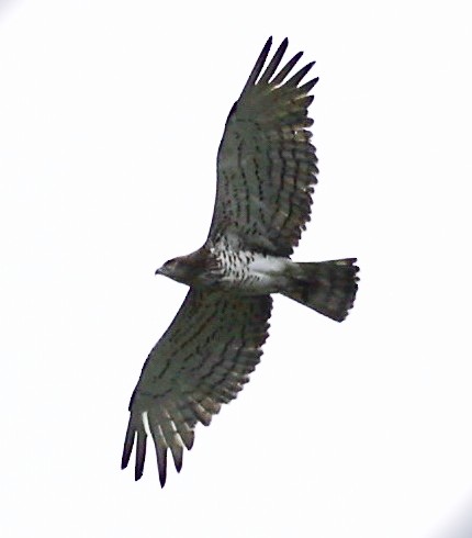 Short-toed Snake-Eagle - ML590400071