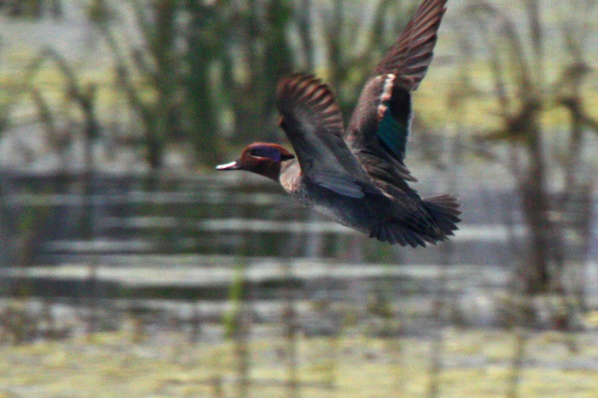 Eurasian Wigeon - ML590400131