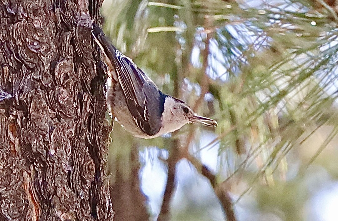 White-breasted Nuthatch - ML590401031