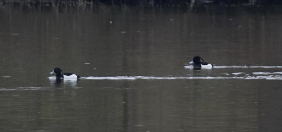Tufted Duck - ML590401061
