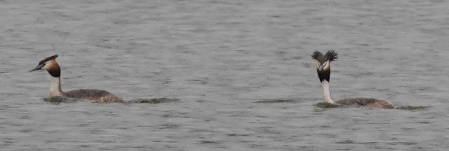 Great Crested Grebe - ML590401211
