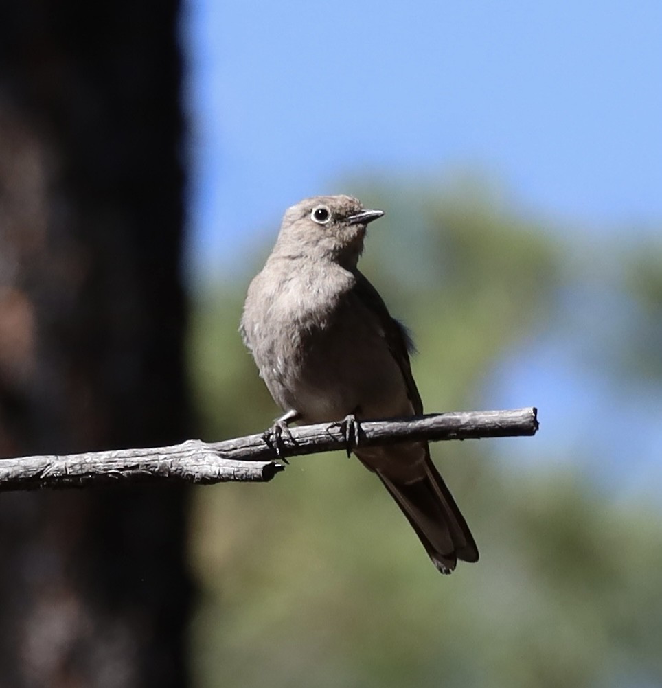 Townsend's Solitaire - ML590402041