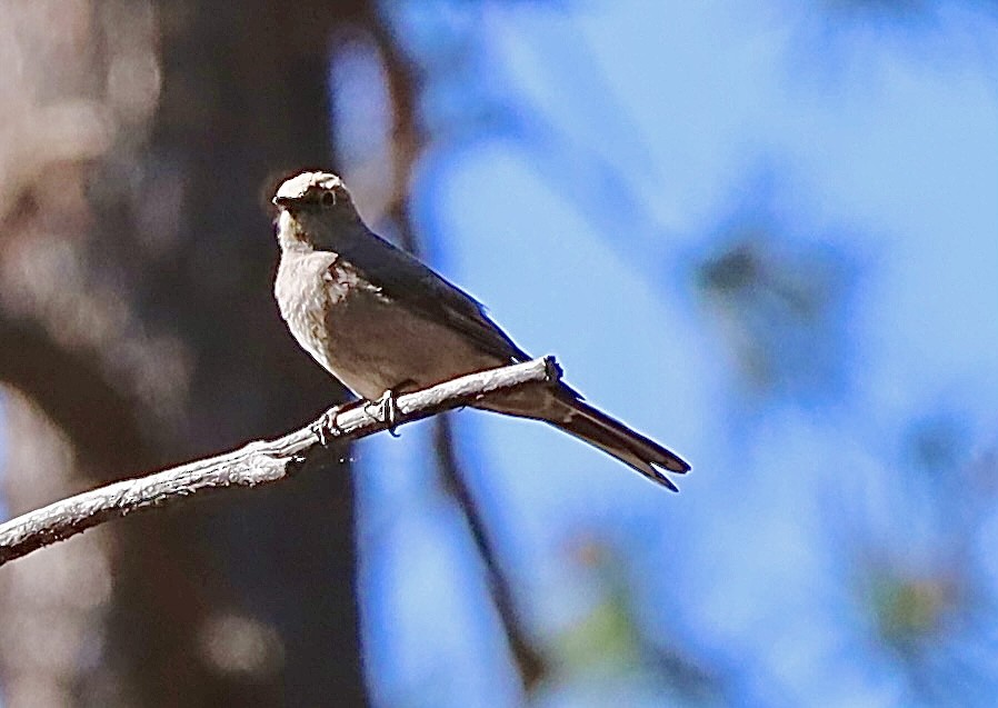 Townsend's Solitaire - ML590402061
