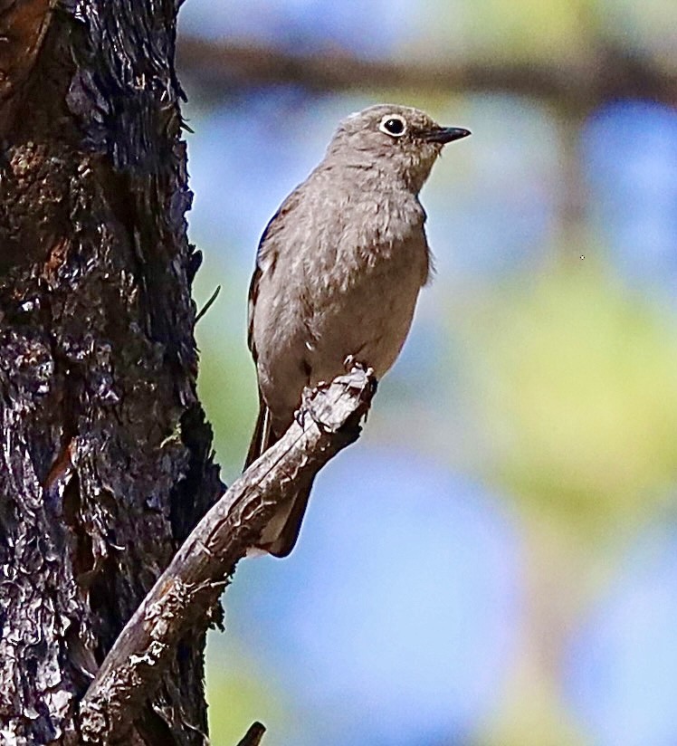 Townsend's Solitaire - ML590402081