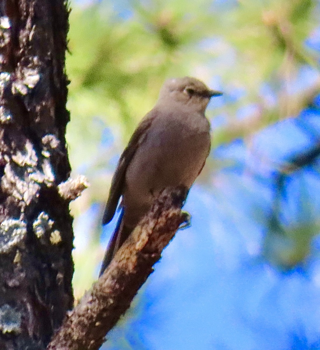 Townsend's Solitaire - ML590402101