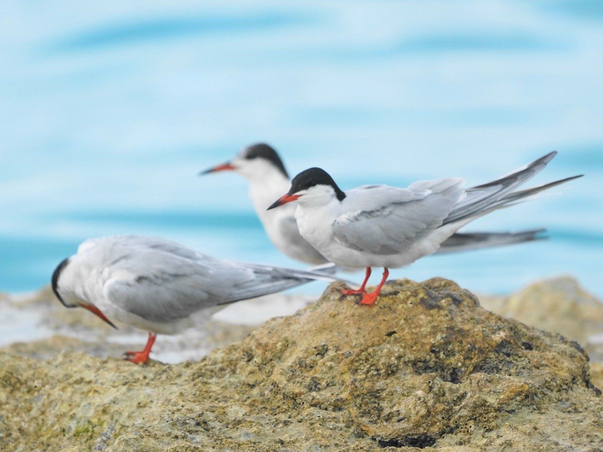 Common Tern - ML590402211