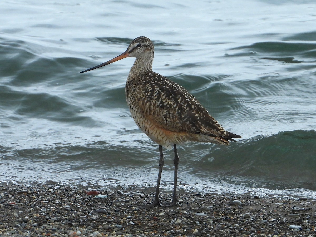 Marbled Godwit - ML590402221